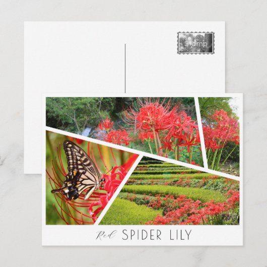 Red Spider Lily ポストカード (正面/裏面)