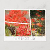 Red Spider Lily ポストカード (正面)