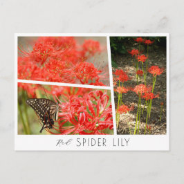 Red Spider Lily ポストカード