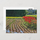 Red Spider Lily ポストカード (正面/裏面)