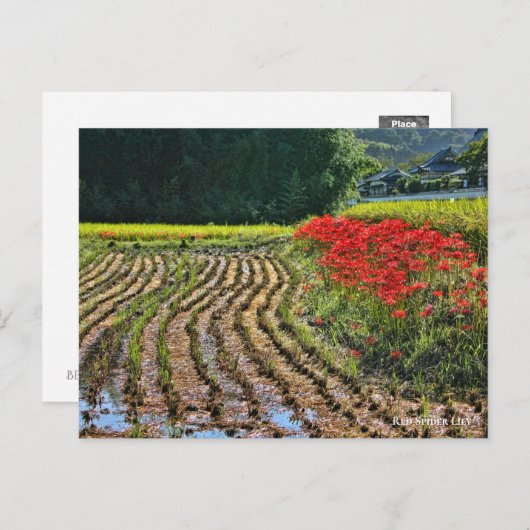 Red Spider Lily ポストカード (正面/裏面)