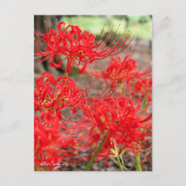 Red Spider Lily ：Postcard ポストカード