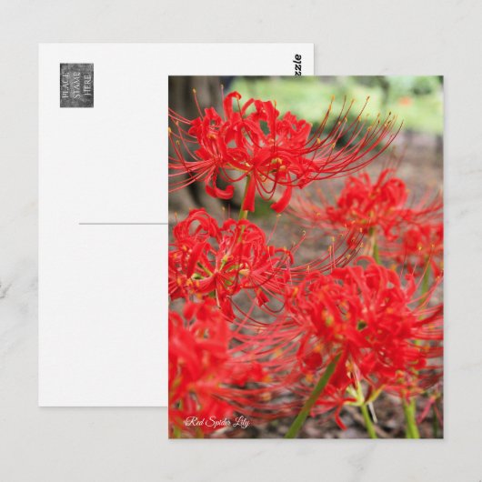 Red Spider Lily ：Postcard ポストカード (正面/裏面)