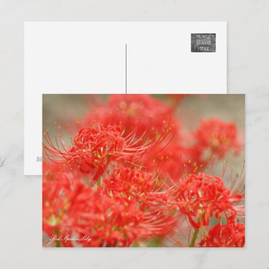 Red Spider Lily :Postcard ポストカード (正面/裏面)