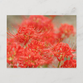 Red Spider Lily ：Postcard ポストカード