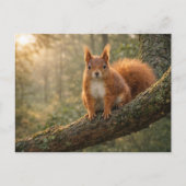 Red Squirrel Scottish Highlands Misty Forest ポストカード (正面)