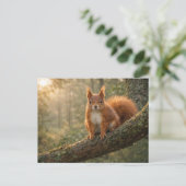 Red Squirrel Scottish Highlands Misty Forest ポストカード (スタンド正面)