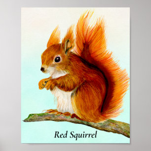 Red Squirrel Watercolor Painting Poster ポスター