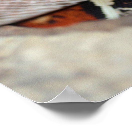 Red Tail Boa Constrictor ポスター (角)