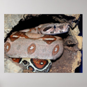 Red Tail Boa Constrictor ポスター
