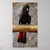 Red Tailed Black Cockatoo Poster ポスター (正面)