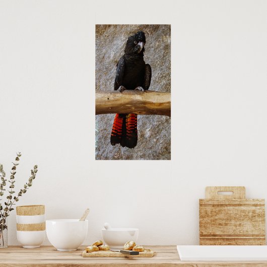 Red Tailed Black Cockatoo Poster ポスター (キッチン)