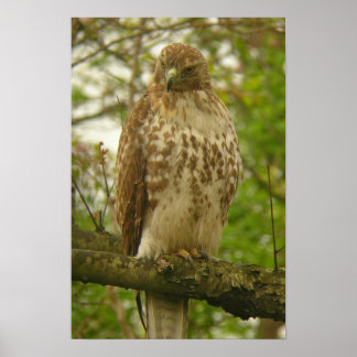 Red Tailed Hawk ポスター