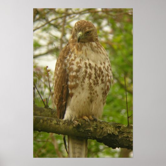 Red Tailed Hawk ポスター (正面)