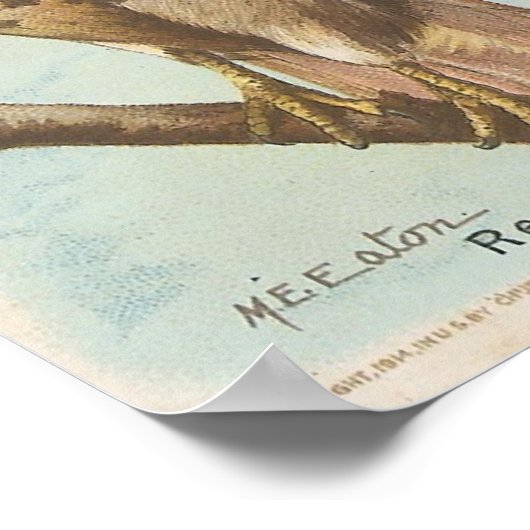 Red-tailed Hawk ポスター (角)