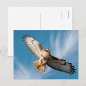 Red-tailed hawk ポストカード (正面/裏面)