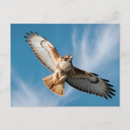 Red-tailed hawk ポストカード