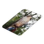 Red-Tailed Hawk マグネット (左側)