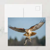 Red-tailed hawk catches squirrel  ポストカード (正面/裏面)