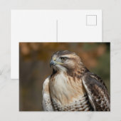 Red-tailed hawk closeup ポストカード (正面/裏面)