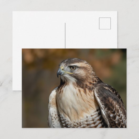 Red-tailed hawk closeup ポストカード (正面/裏面)