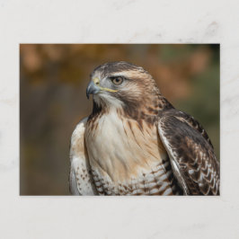Red-tailed hawk closeup ポストカード