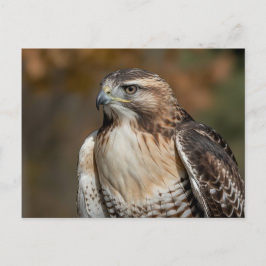 Red-tailed hawk closeup ポストカード (正面)