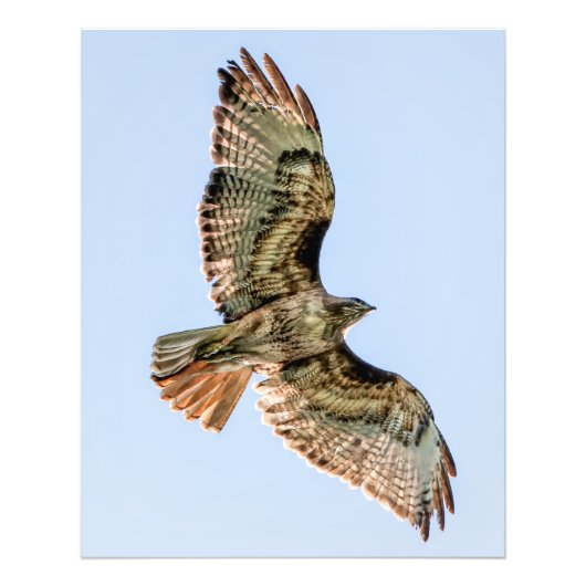 Red-Tailed Hawk in Flight – Wildlife Wall Art フォトプリント (正面)