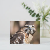 Red-tailed hawk looking with anger ポストカード (スタンド正面)