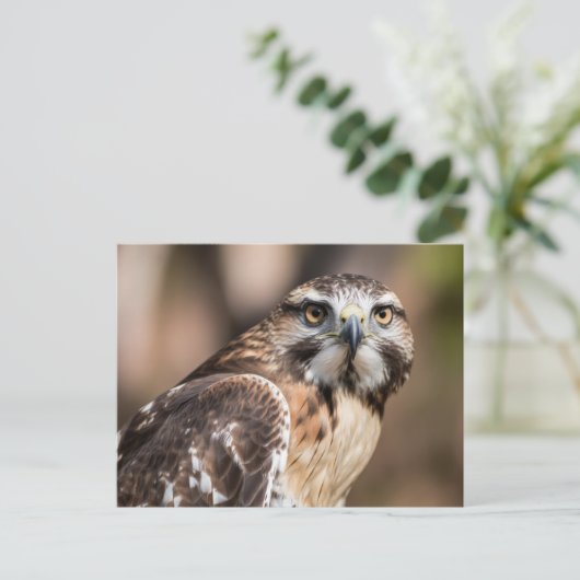 Red-tailed hawk looking with anger ポストカード (スタンド正面)