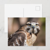 Red-tailed hawk looking with anger ポストカード (正面/裏面)