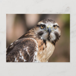 Red-tailed hawk looking with anger ポストカード