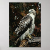 Red Tailed Hawk Photo Poster ポスター (正面)