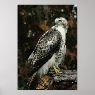 Red Tailed Hawk Photo Poster ポスター