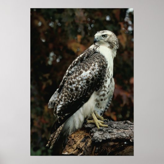 Red Tailed Hawk Photo Poster ポスター (正面)