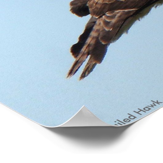 Red-tailed Hawk Poster ポスター (角)