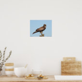 Red-tailed Hawk Poster ポスター (キッチン)