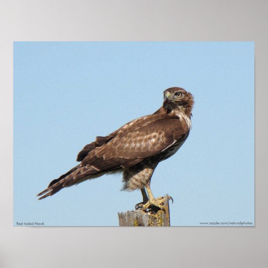Red-tailed Hawk Poster ポスター (正面)
