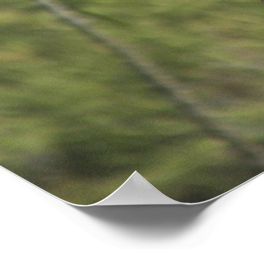 Red Tailed Hawk Poster ポスター (角)