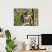 Red Tailed Hawk Poster ポスター (ホームオフィス)