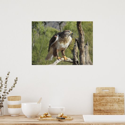 Red Tailed Hawk Poster ポスター (キッチン)