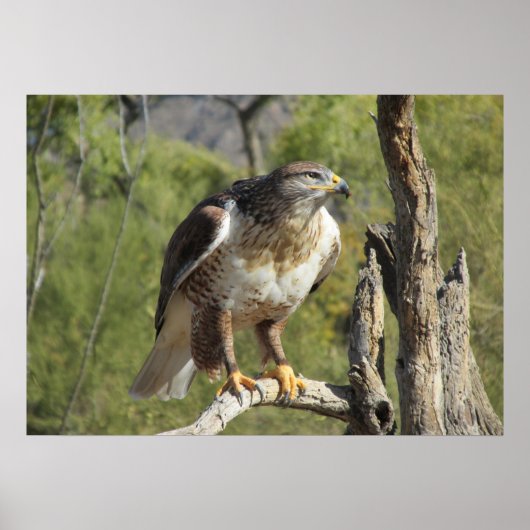 Red Tailed Hawk Poster ポスター (正面)