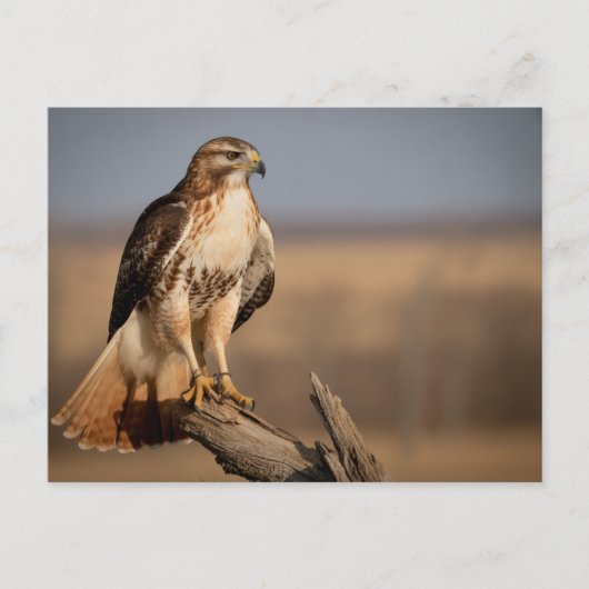 Red-tailed hawk Relaxing ポストカード (正面)