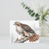 Red-tailed hawk sketch ポストカード (スタンド正面)