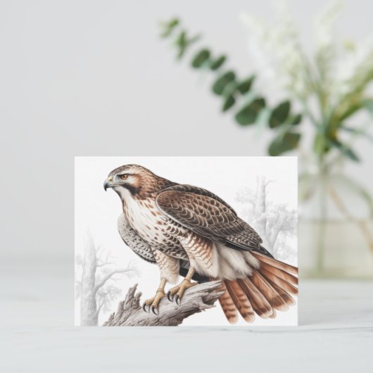 Red-tailed hawk sketch ポストカード (スタンド正面)