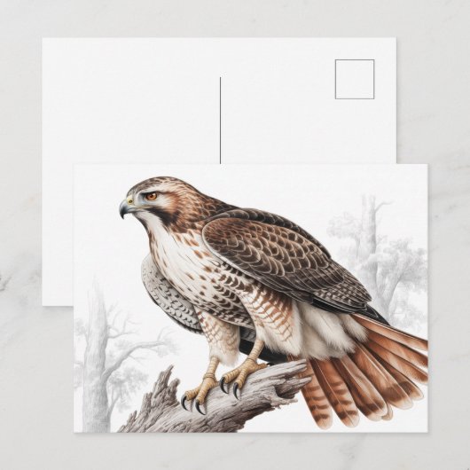 Red-tailed hawk sketch ポストカード (正面/裏面)