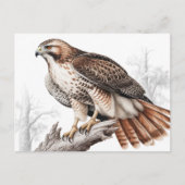 Red-tailed hawk sketch ポストカード (正面)