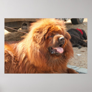 Red Tibetan Mastiff ポスター