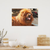 Red Tibetan Mastiff ポスター (キッチン)