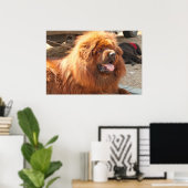 Red Tibetan Mastiff ポスター (ホームオフィス)